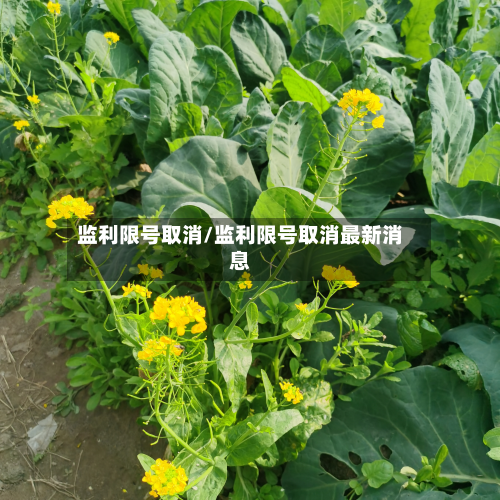 监利限号取消/监利限号取消最新消息