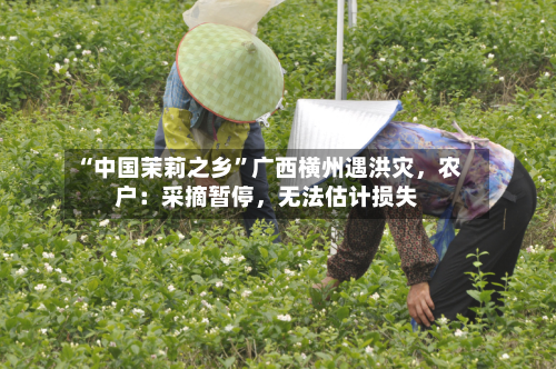 “中国茉莉之乡”广西横州遇洪灾，农户：采摘暂停，无法估计损失-第2张图片