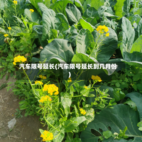 汽车限号延长(汽车限号延长到几月份)