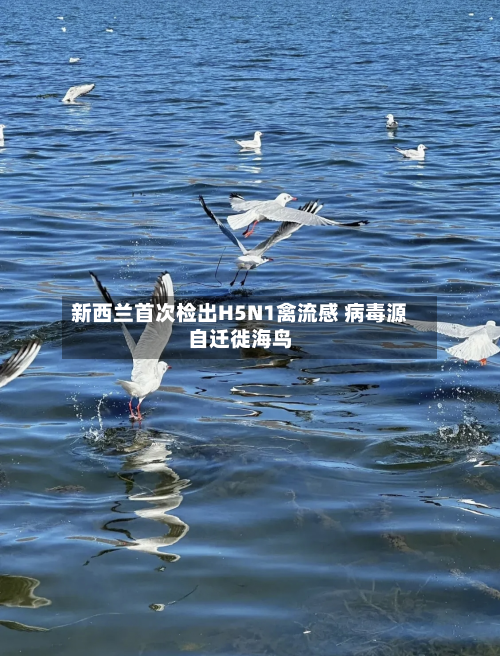 新西兰首次检出H5N1禽流感 病毒源自迁徙海鸟