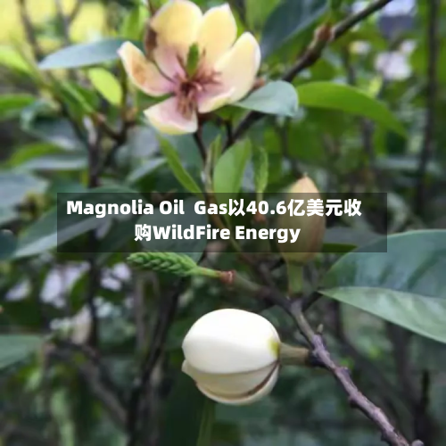 Magnolia Oil Gas以40.6亿美元收购WildFire Energy-第2张图片