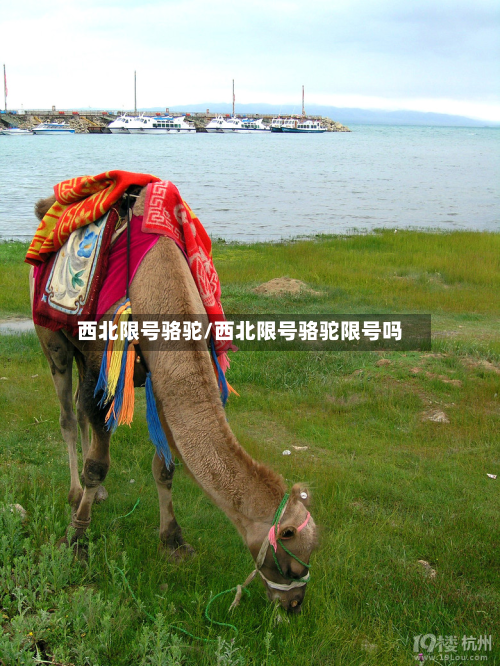 西北限号骆驼/西北限号骆驼限号吗-第2张图片